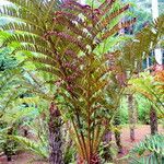 Cyathea atrovirens Habitus