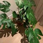 Monstera deliciosa Лист