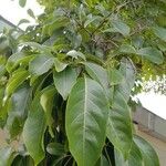 Cinnamomum camphora পাতা