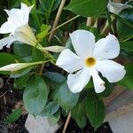 Mandevilla laxaFlower