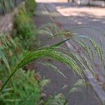 Oloptum miliaceum 花