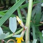 Hippocrepis biflora Bark