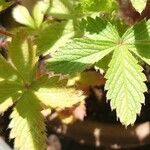 Potentilla nepalensis Leaf