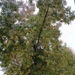Liquidambar styraciflua Libunga