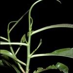 Hebepetalum humiriifolium Bark