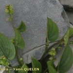 Dioscorea pyrenaica Other