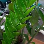 Zamioculcas zamiifolia Hostoa