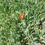 Malephora crocea 花