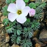 Oxalis adenophylla 叶