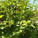 Ligustrum sinenseBlad