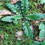 Senecio doria Leaf