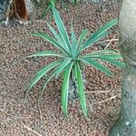 Agave vivipara Fuelha