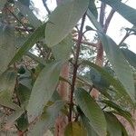 Psidium guajava Blatt