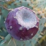 Opuntia engelmannii Frutto