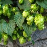 Humulus lupulusHostoa