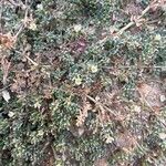 Frankenia pulverulenta Flor