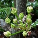 Pyrus calleryana Kvet