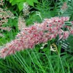 Cenchrus pedicellatus Flower