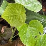 Abroma augustum Leaf