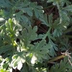 Erodium foetidum Leaf