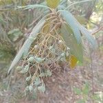 Bocconia frutescens Frugt
