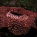 Rafflesia arnoldi 花