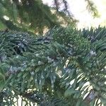 Abies cilicica ഇല