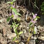 Galeopsis ladanum Habitat
