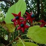 Clerodendrum trichotomum Gyümölcs