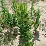 Asclepias syriaca Habitus