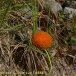 Leucanthemum virgatum 花