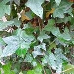 Hedera canariensis List