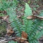 Polystichum aculeatum Blad