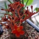 Jatropha podagrica Кветка