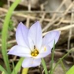 Ipheion uniflorum Flor