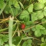 Potentilla indicaFruct