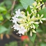 Abelia chinensis Flower