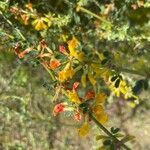 Acmispon dendroideus Çiçek