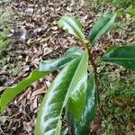 Magnolia grandiflora Ліст