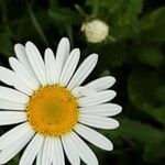 Leucanthemum ircutianum Flor