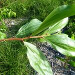 Acacia mangium Ліст
