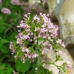 Valeriana montana ফুল