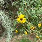 Encelia californicaΛουλούδι