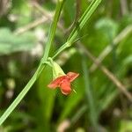 Lathyrus sphaericus Virág