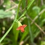 Lathyrus sphaericus പുഷ്പം