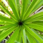 Pandanus purpurascens Blatt