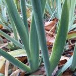 Iris albicans Levél