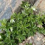 Alchemilla saxatilis Blad