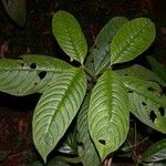 Psychotria microbotrys Hoja