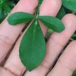 Citrus trifoliata Leaf
